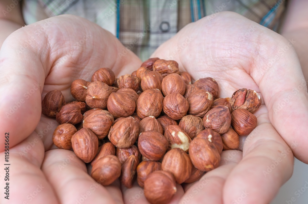Farmer holds hazelnuts in hands.