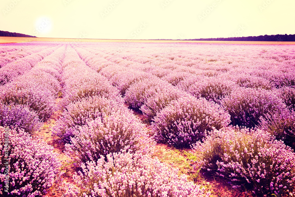 Lavender flowers lilac nature summer field background