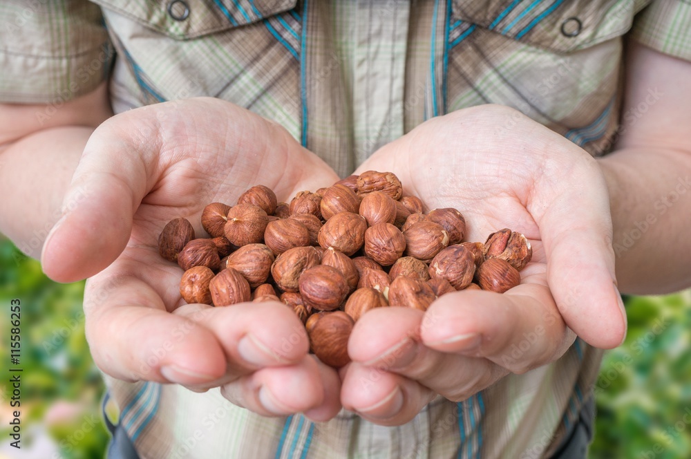 Farmer holds hazelnuts in hands. Farmer holds hazelnuts in hands.