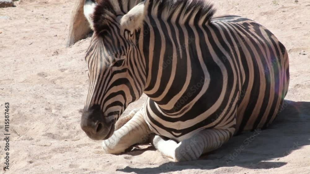 Common Zebra, science names Common Zebra, science names