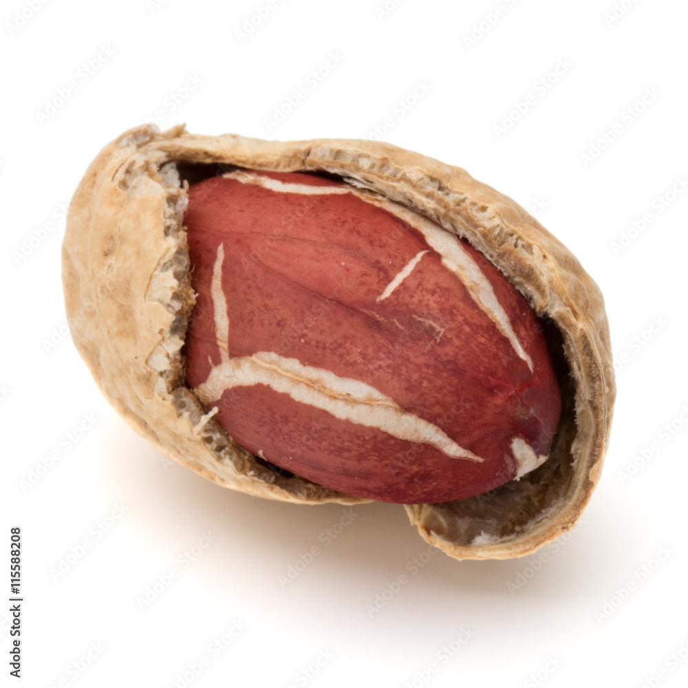 Opened peanut or groundnut pod isolated on white background clos Opened peanut or groundnut pod isolated on white background clos