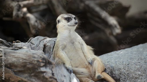 alert meerkat (Suricata suricatta) sitting and relax on tree as guard