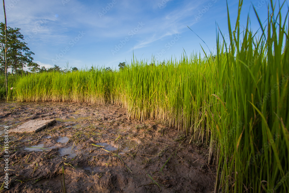 Rice Plant in Fields Rice Plant in Fields