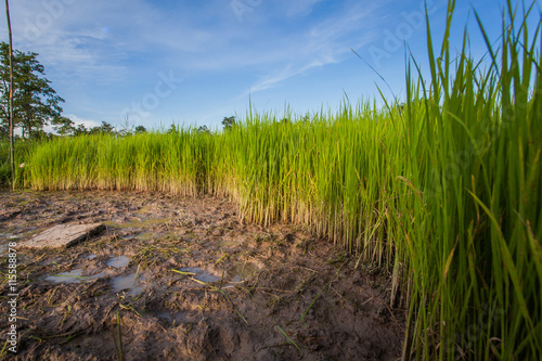 Rice Plant in Fields 