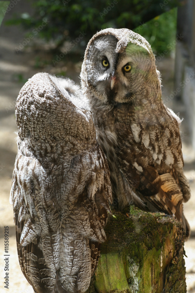 Fototapeta premium Couple of owls living in the zoo