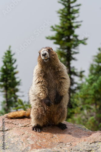 Hoary Marmot posing on a rock on a hot sunny day on Whistler in the summer months