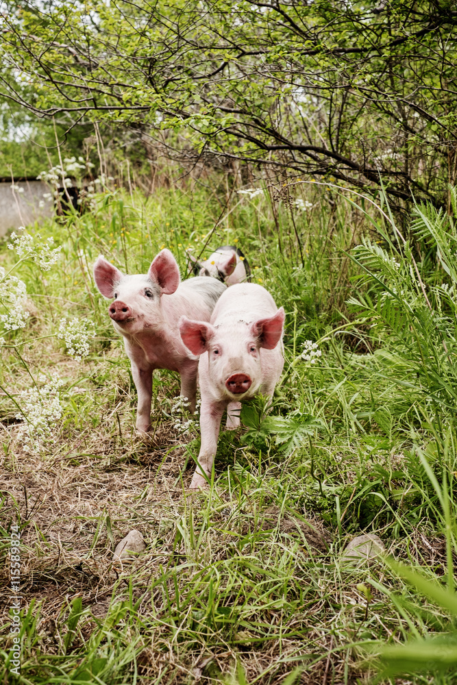 Sweden, Uppland, Ekero, Three piglets in grass Sweden, Uppland, Ekero, Three piglets in grass