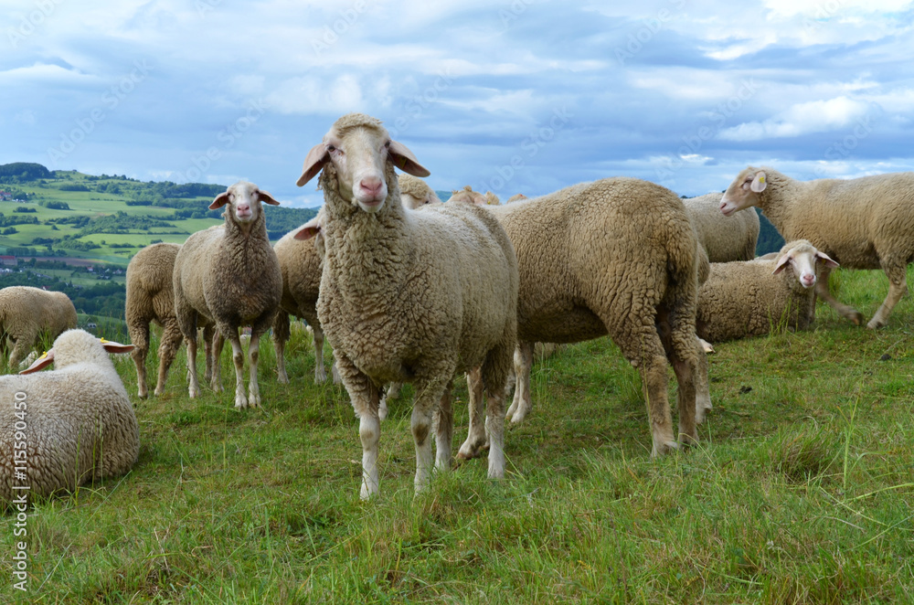 Obraz premium Schafe