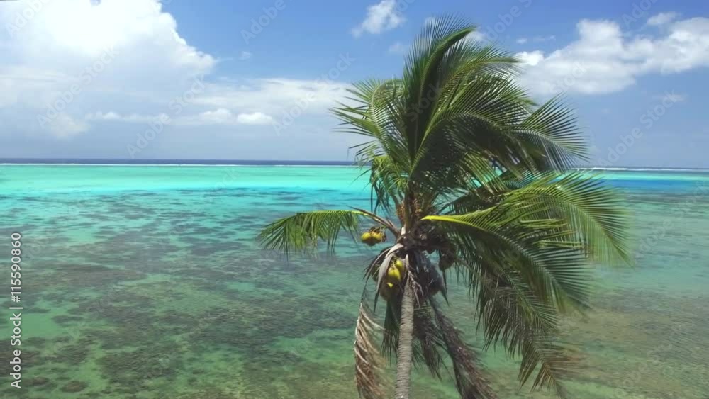 AERIAL: Flying around tall palm tree above big reef lagoon AERIAL: Flying around tall palm tree above big reef lagoon