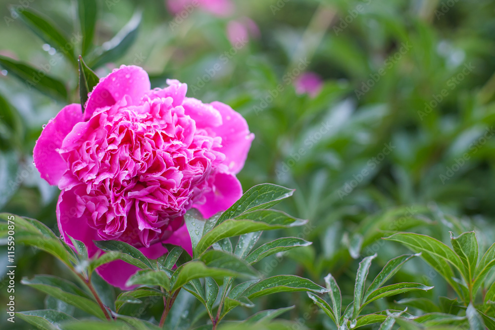 Obraz premium Pink peony blossom on a rainy day
