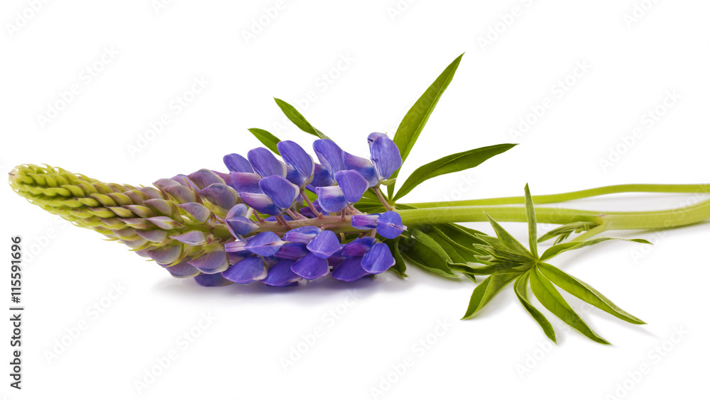 Naklejka premium Lupine flower on a white background 