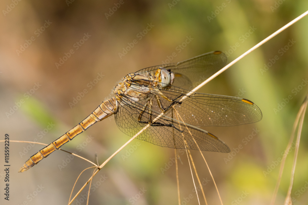 Dragonfly in the wild side view