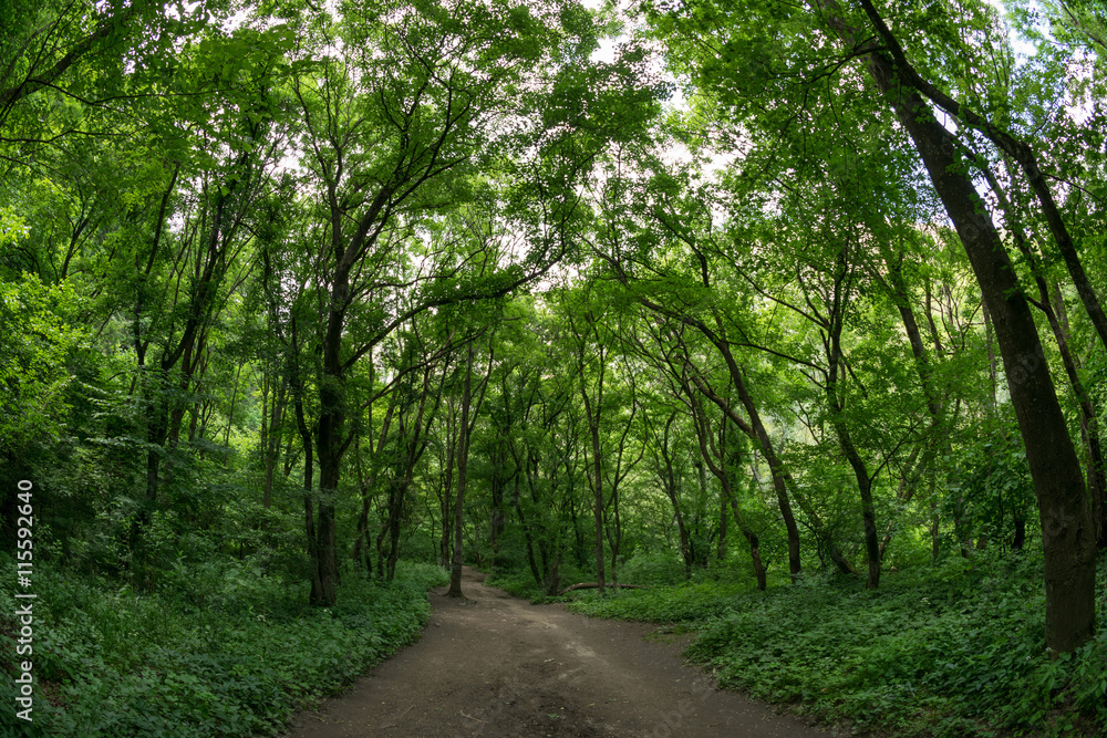 Fototapeta premium Trail through the forest in the Cheile Turzii Region, Romania