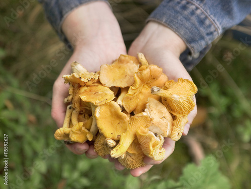Sweden, Bohuslan, Woman holding chantarelles