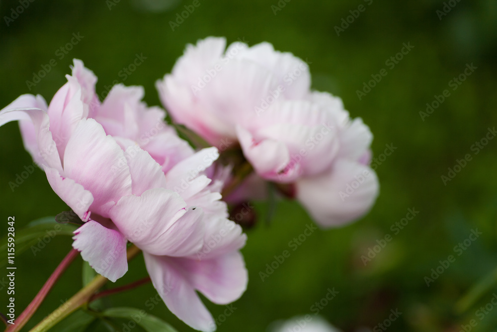 Light pink peony blossoms in full bloom