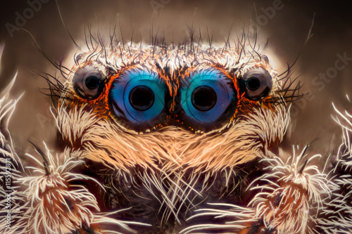 Extreme magnification - Jumping spider portrait, front view © constantincornel