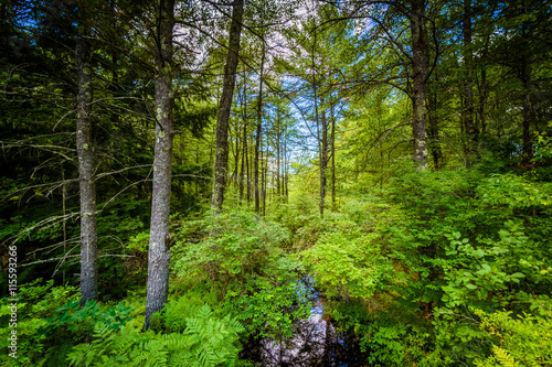 Creek and forest at Bear Brook State Park, New Hampshire. photo