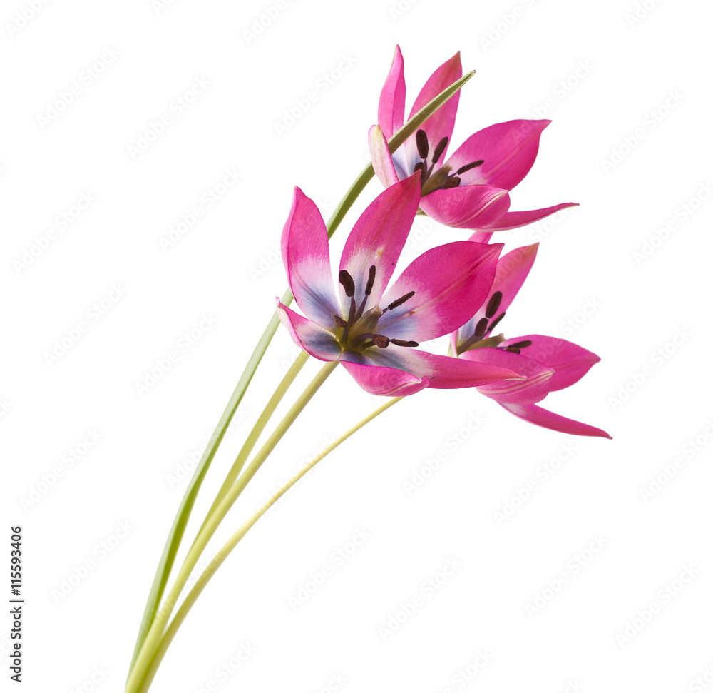 Red and White Tulip Isolated on White Background (Tulip Tarda) Red and White Tulip Isolated on White Background (Tulip Tarda)