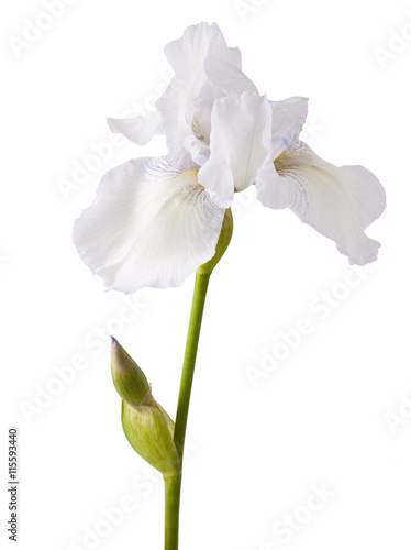 Flower of white iris on a white background
