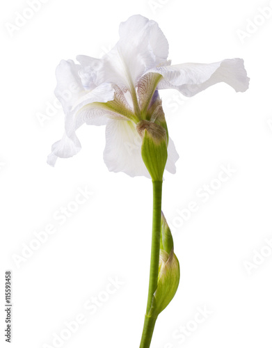 Flower of white iris on a white background
