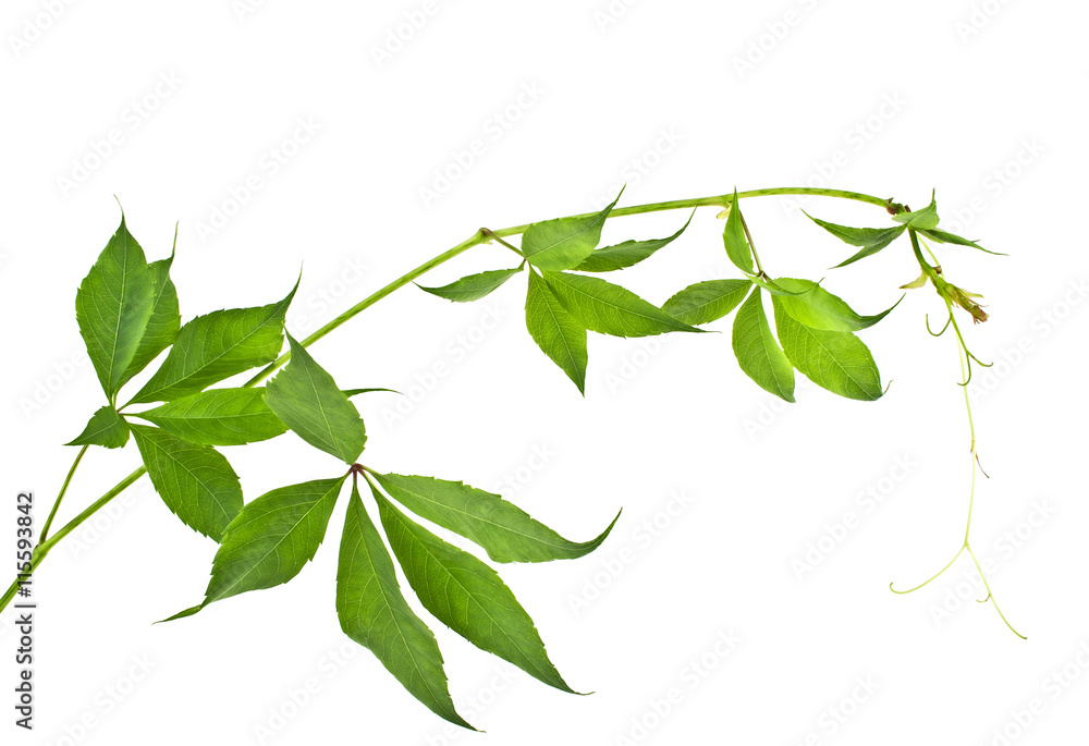 Fresh green grape leaves isolated on white background Fresh green grape leaves isolated on white background