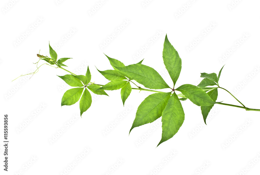 Fresh green grape leaves isolated on white background Fresh green grape leaves isolated on white background