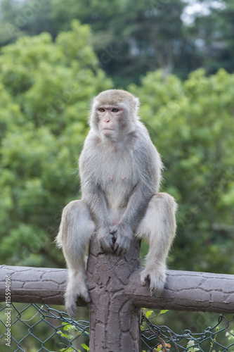 Monkey in Hong Kong © leeyiutung