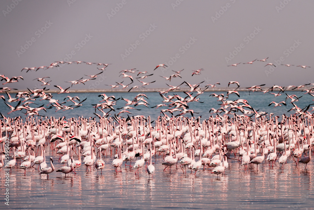 Fototapeta premium Ptaki Flamingo w jeziorze Nakuru, afrykańskie safari, Namibia