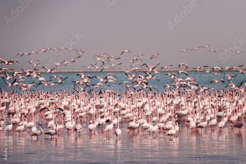 .Flamingo birds in the lake Nakuru, African safari, Namibia photo