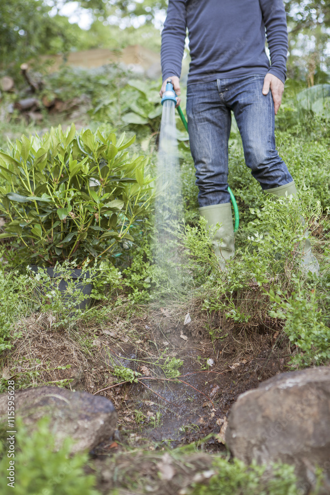 Sweden, Sodermanland, Nacka, Mature man watering plants with garden hose Sweden, Sodermanland, Nacka, Mature man watering plants with garden hose