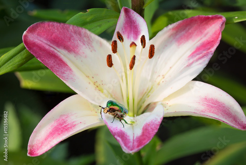 Fototapeta Naklejka Na Ścianę i Meble -  Зелёный жук на цветке лилии