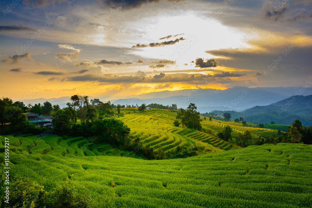 rice terraces in sunset