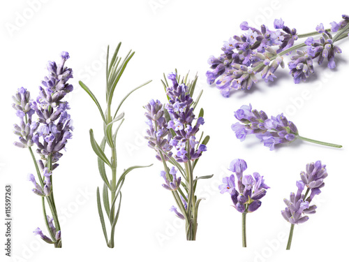 Fototapeta Naklejka Na Ścianę i Meble -  Blossoming Lavender (Lavandula), clipping paths