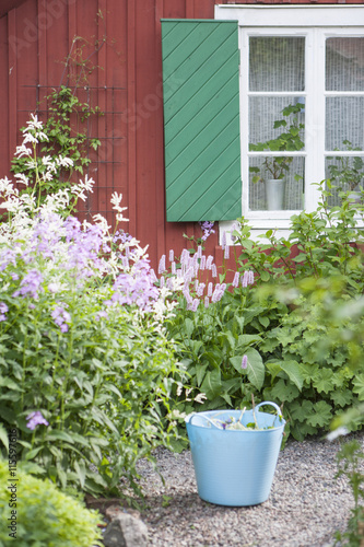 Sweden, Sodermanland, Dames rocket (Hesperis matronalis) and Vippslide (Aconogonon divaricatum) in backyard photo