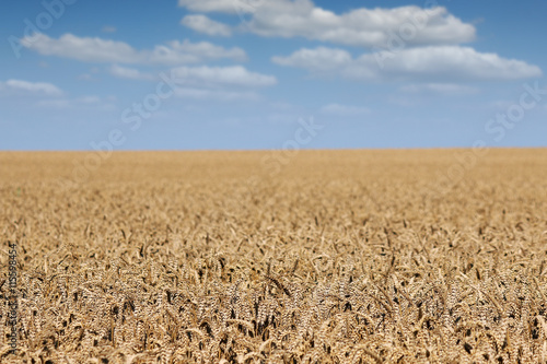 golden wheat field landscape summer season