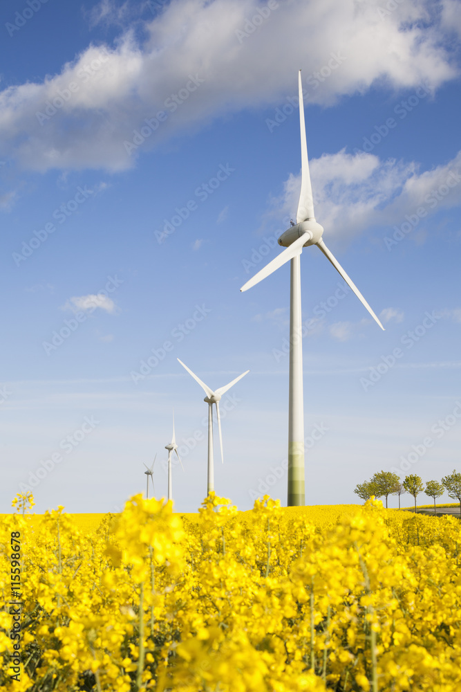 Sweden, Skane, Skurup, Filed of oilseed rape and wind turbines Sweden, Skane, Skurup, Filed of oilseed rape and wind turbines