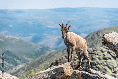 Ibex on top of the rocks