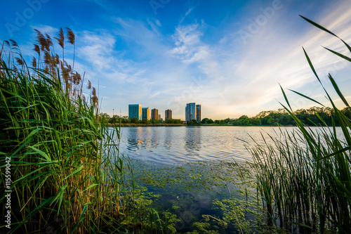 Photography Grasses and the Grenadier Pond at High Park, in Toronto, Ontario