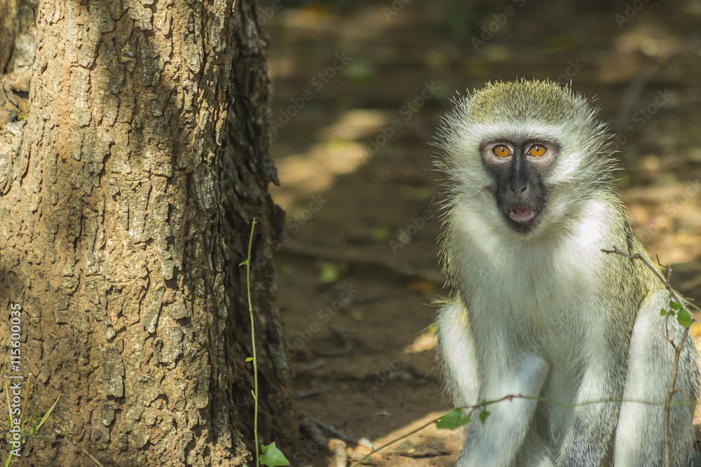 Obraz premium Curious vervet monkey has its mouth open on the ground
