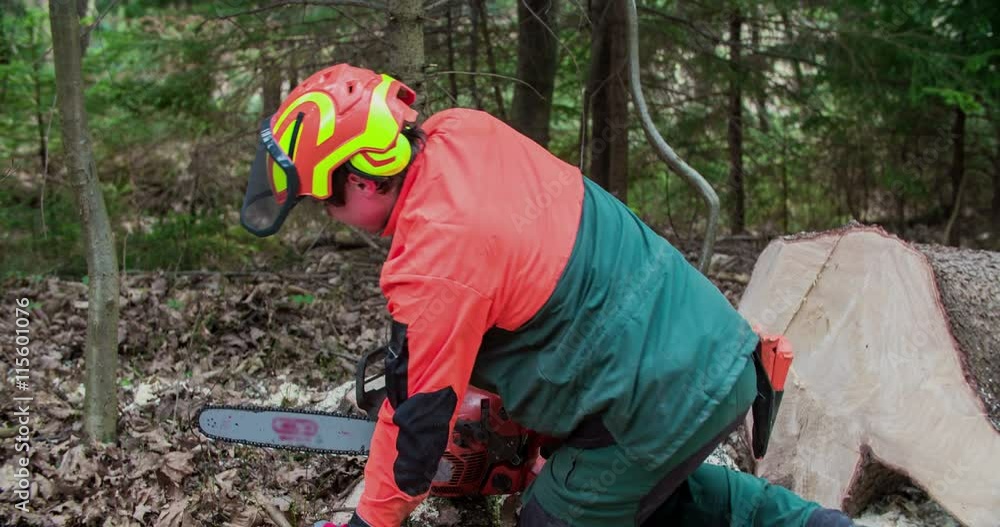 A young forestman has just cut down a big spruce tree. He quickly gets up and then him and his friend are leaving. We can see a stump and a big tree trunk.
A young forestman has just cut down a big spruce tree. He quickly gets up and then him and his friend are leaving. We can see a stump and a big tree trunk.