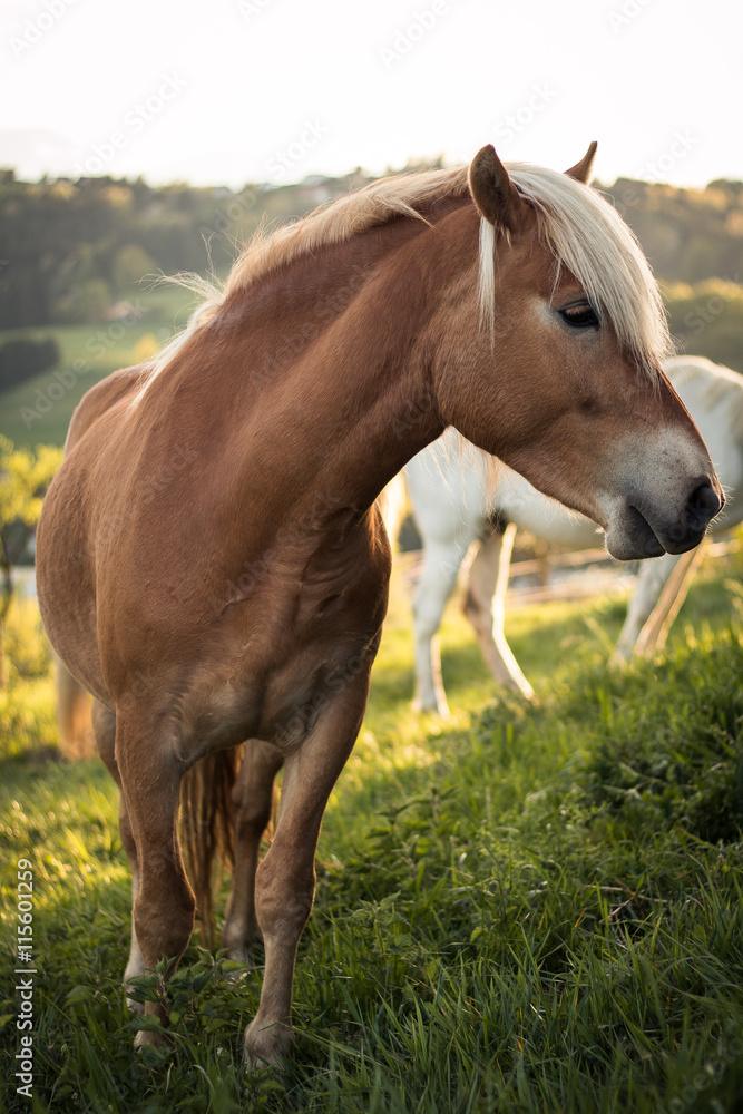 Fototapeta premium Haflingerstute - Ganzkörper