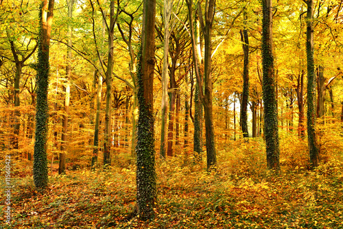 Autumn forest with sun and copy space. View of an autumn forest. 