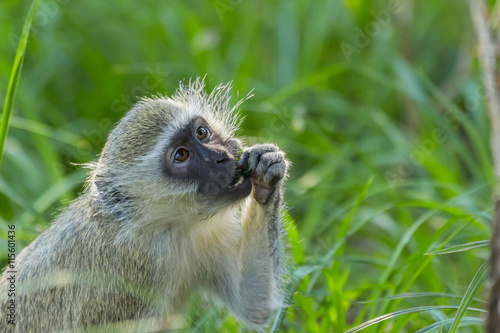 Vervet monkey sitting on green grass eating and showing teeth