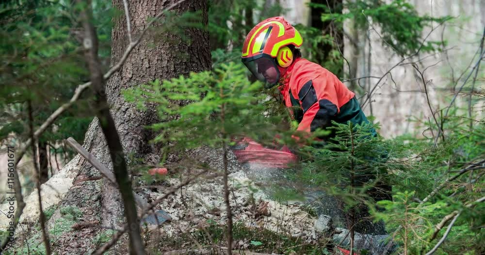 A young forestman is standing next to a tree and he is slicing through wood with a chainsaw in order to cut down a spruce tree. Wide-angle shot.
A young forestman is standing next to a tree and he is slicing through wood with a chainsaw in order to cut down a spruce tree. Wide-angle shot.
