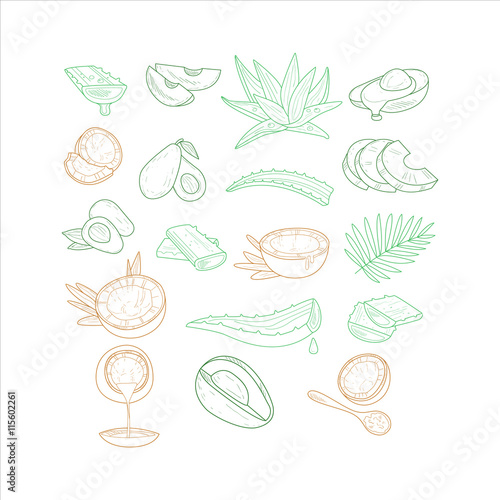 Avocado, Aloe And Coconut From Different Angles Hand Drawn Artistic Sketch