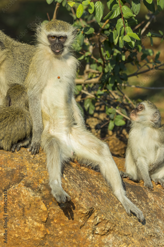 Relaxed vervet monkey sitting on a rock dropping food out of its mouth
