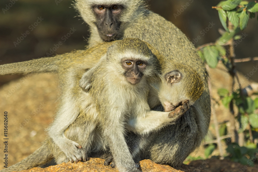 Vervet monkeys playing and biting each other in the bush Vervet monkeys playing and biting each other in the bush