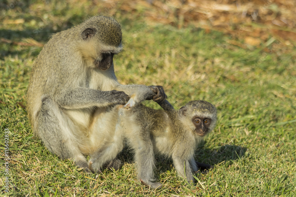 Large vervet monkey on a rock searching baby for ticks