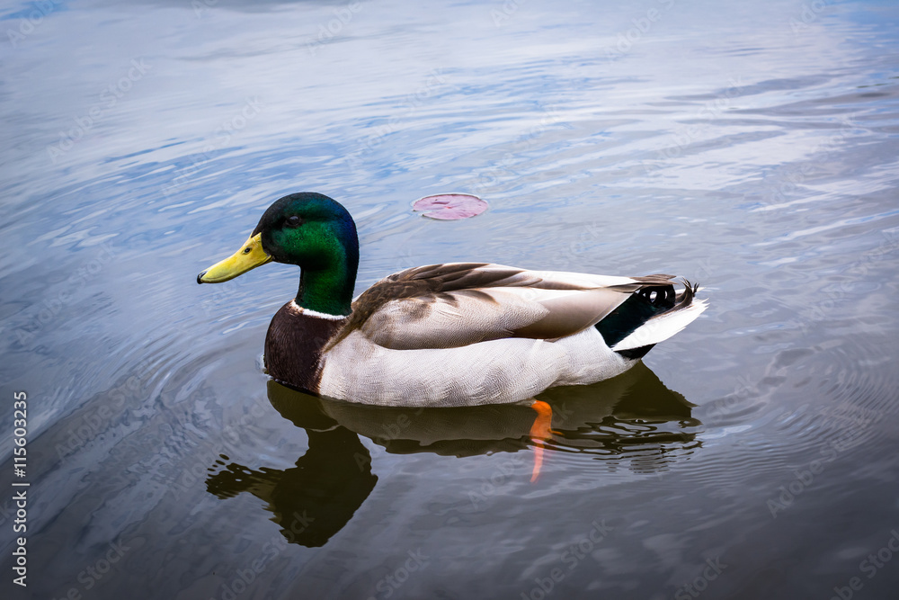 Fototapeta premium Mallard duck in the lake, at Patterson Park, Baltimore, Maryland