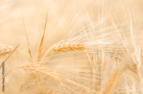 Ripe ears of wheat